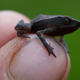 Illustration for article titled Three ultra-tiny, mysterious lost frogs discovered